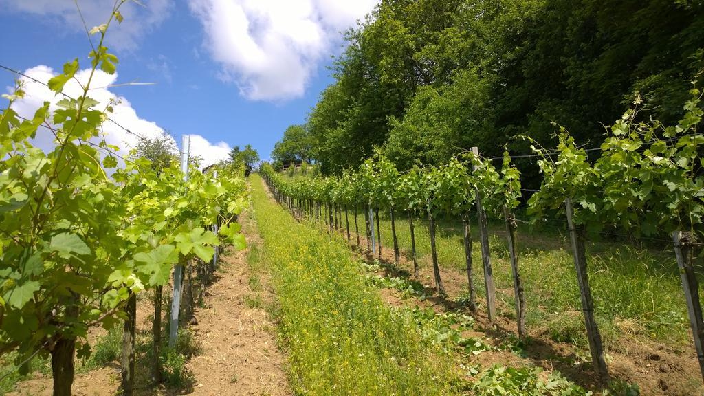 Traubengarten Winkler Niederhollabrunn Exteriör bild