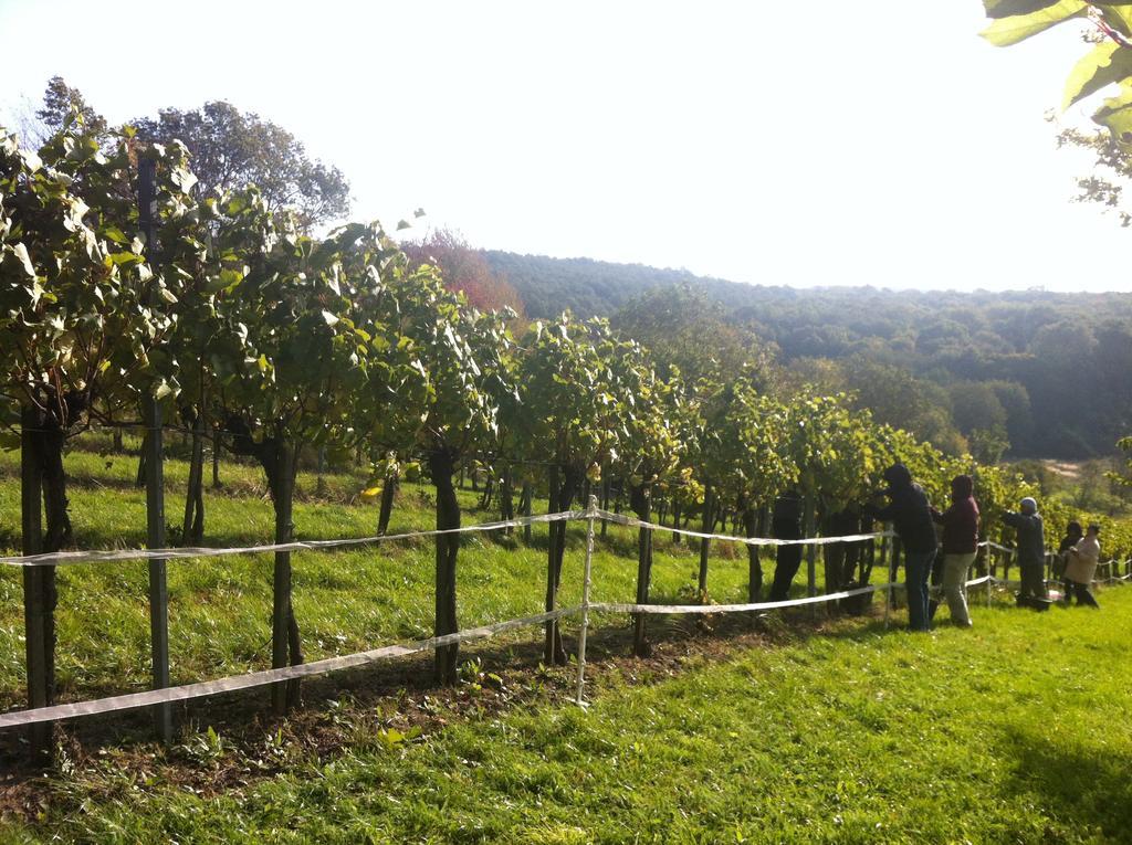 Traubengarten Winkler Niederhollabrunn Exteriör bild