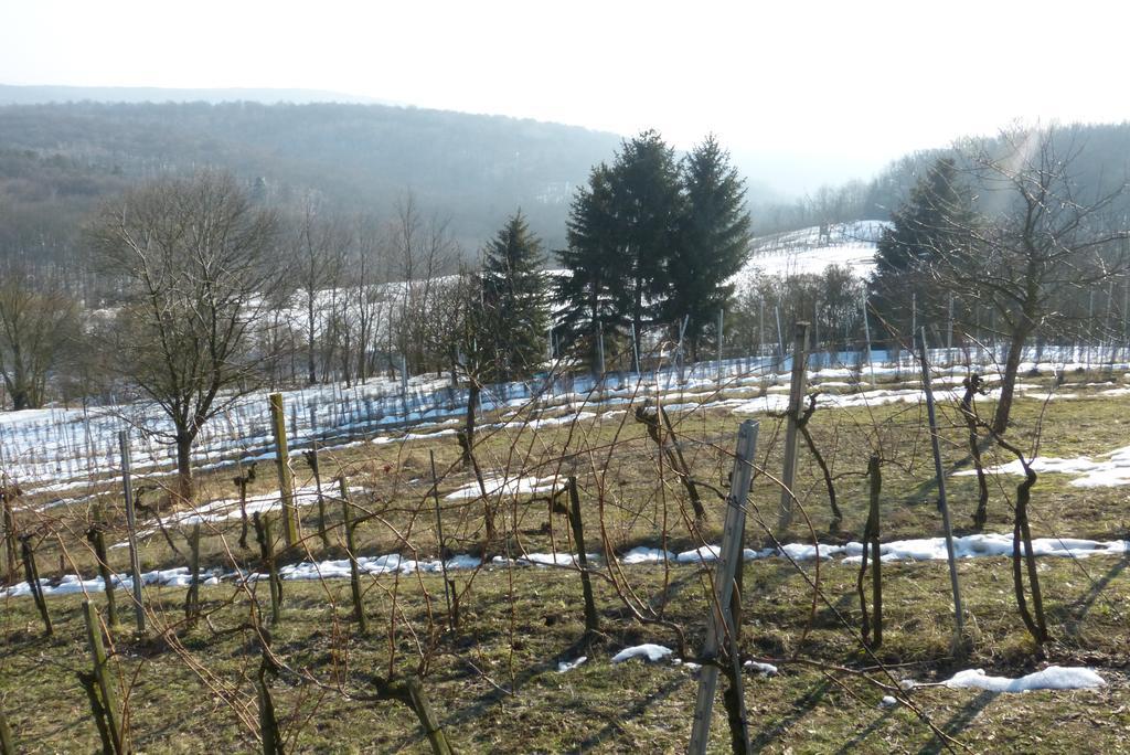 Traubengarten Winkler Niederhollabrunn Exteriör bild